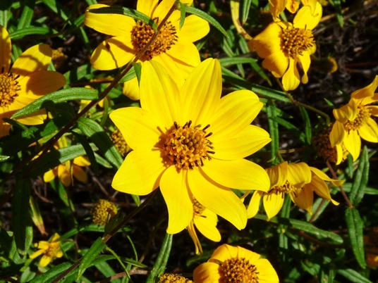 {Helianthus porteri}